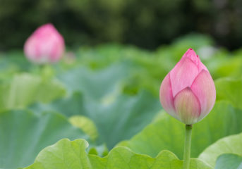一周忌以後、法要を行うタイミング～三回忌、七回忌、十三回忌…