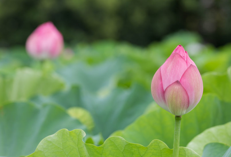一周忌以後、法要を行うタイミング～三回忌、七回忌、十三回忌…